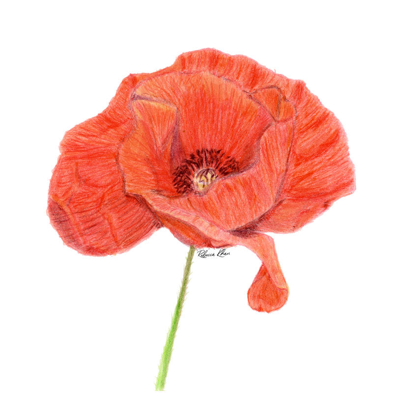 An art print of a color pencil drawing depicting an open red poppy with a green stem.