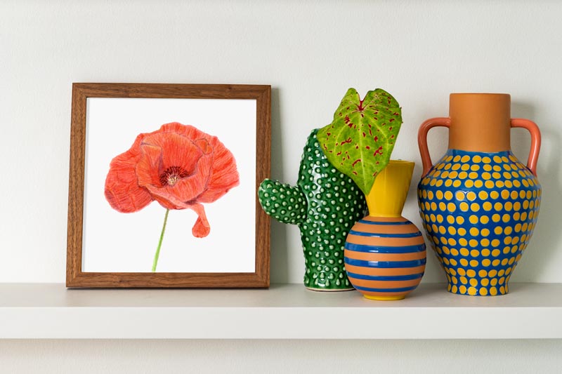 Color Pencil drawing of an open red poppy with a green stem in a square wooden frame on a shelf with colorful vases.