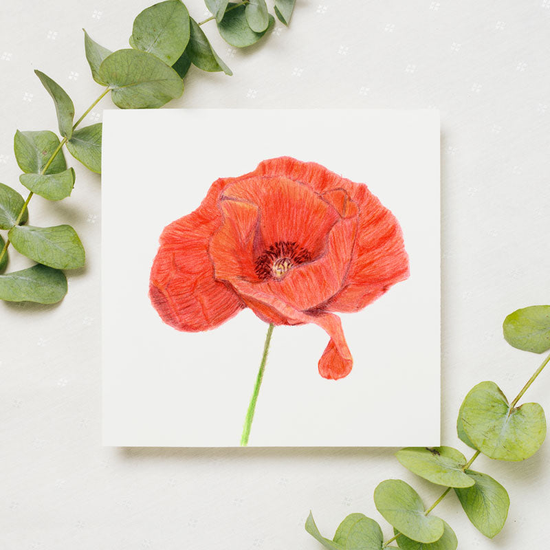 A color pencil drawing of an open red poppy with a green stem on a square piece of paper surrounded by green leaves.