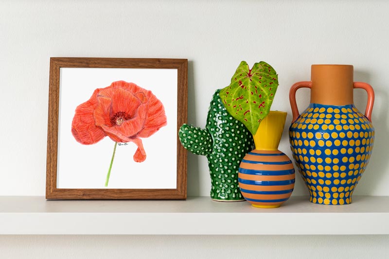 Art print of a color pencil drawing depicting an open red poppy with a green stem in a square wooden frame on a shelf with colorful vases.